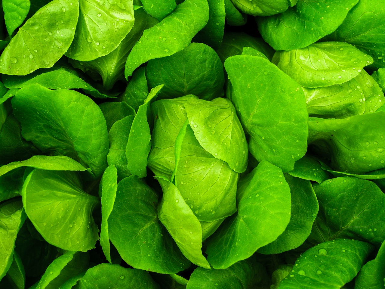 Are lettuce Keto Friendly?